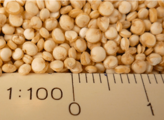 Quinoa: The Grain Behind the Andean&nbsp;Economy