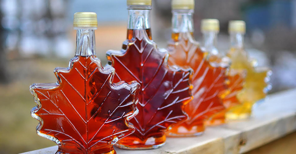 Sweet Nothings: The Cruel Irony of Quebec’s Maple Syrup Gold&nbsp;Rush