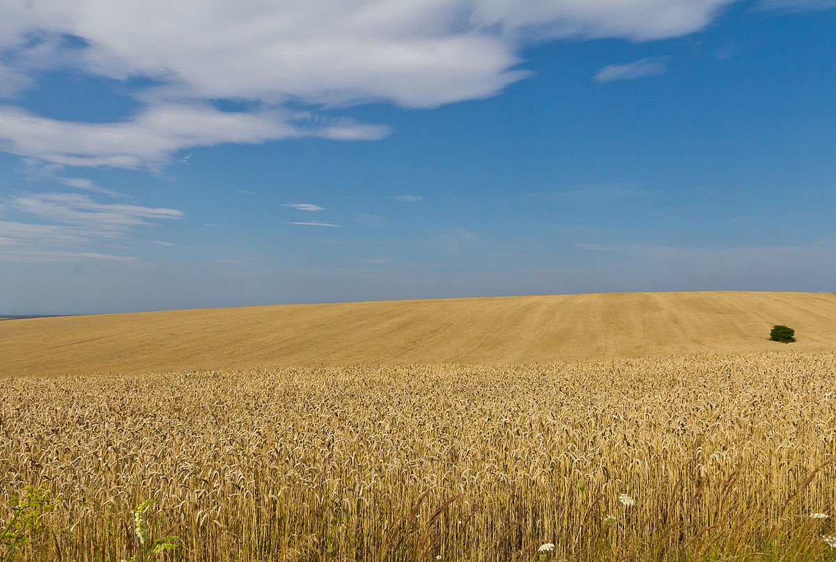 Russo-Ukrainian Grain After the Black Sea Deal