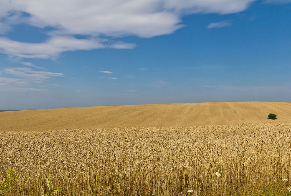 Russo-Ukrainian Grain After the Black Sea&nbsp;Deal