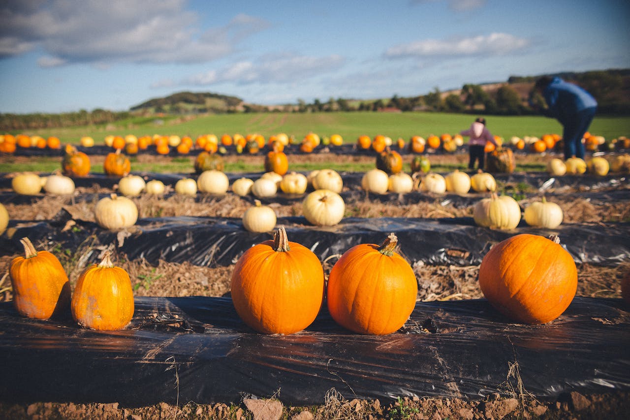 Beyond Jack-O’-Lanterns: The Economic Impact of Pumpkin Patches